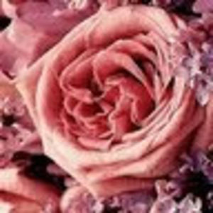 Meet your Posher, Jennie